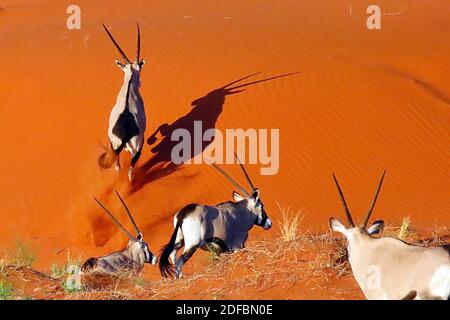 Gemsbok, ou Oryx d'Afrique du Sud (Oryx gazella) traversant des dunes d'orange tôt le matin à la réserve naturelle de NamibRand, région de Hardap, Namibie Banque D'Images
