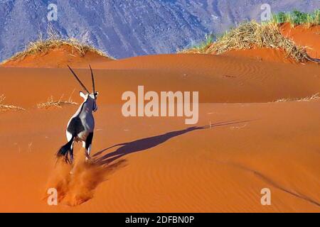 Gemsbok, ou Oryx d'Afrique du Sud (Oryx gazella) traversant des dunes d'orange tôt le matin à la réserve naturelle de NamibRand, région de Hardap, Namibie Banque D'Images