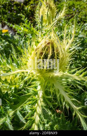 Holly alpine, Eryngium alpinum, dans le Parc national de la Vanoise, Savoie, France Banque D'Images
