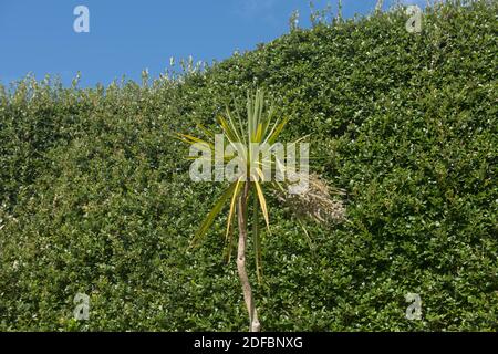 Feuillage vert d'un palmier de chou (Cordyline australis) Avec un ciel bleu vif qui grandit dans un jardin L'île de Tresco dans les îles de Scilly Banque D'Images