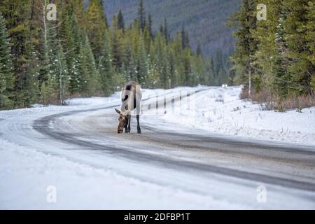 Moose (Alces alces) traversant la route et léchant le sel de la route verglacée et enneigée, Alberta, Canada Banque D'Images