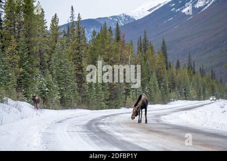 Moose (Alces alces) traversant la route et léchant le sel de la route verglacée et enneigée, Alberta, Canada Banque D'Images