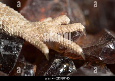 Gros plan d'un pied de dragons barbu. Banque D'Images