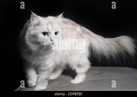 Joli chat blanc et ombragé de ragamuffin debout et regardant sur le côté. Banque D'Images