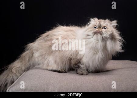 Beau chat perse de race pure, en regardant goofy avec sa langue qui dépasse. Banque D'Images