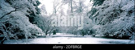 ÉRABLE RECOUVERT DE NEIGE À ACER GLADE, ARBORETUM DE WESTONBIRT . WESTONBIRT GLOUCESTERSHIRE, ANGLETERRE. FÉVRIER. La gamme d'arbres dans Acer Glade Making Banque D'Images