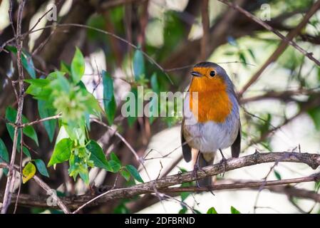 Un red robin ou Erithacus rubecula aux abords. Cet oiseau est un compagnon régulier lors des activités de jardinage. Banque D'Images