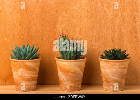 Trois plantes - Pachyphytum hookeri, Stetsonia coryne et haworthiopsis lifolia - dans des pots de fleurs de terre cuite devant un mur en bois Banque D'Images