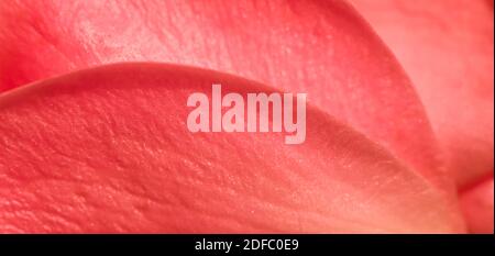 Concept botanique, carte d'invitation à un mariage - mise au point douce, fond floral abstrait, pétales de fleurs roses rouges. Toile de fond de fleurs macro pour le design de vacances Banque D'Images
