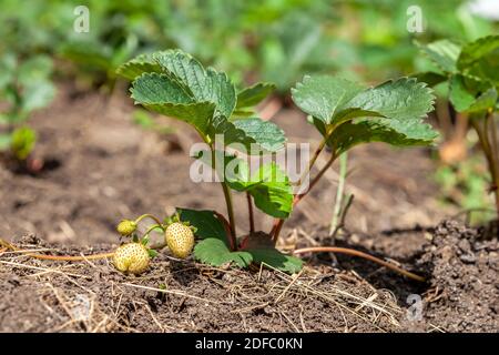 Une plantule de fraise brute au printemps. Banque D'Images