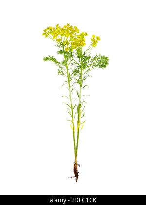 Plante de sphèce de cyprès isolée sur blanc, Euphorbia cyparissias Banque D'Images