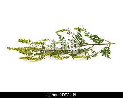 Plante en fleurs de l'herbe à poux commune, isolée sur blanc, Ambrosia artemisiifolia Banque D'Images