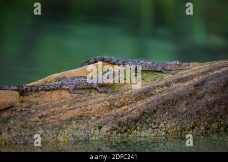 Deux jeunes Crocodiles américains, Crocodylus acutus, en rondins dans l'un des sidemarms du lac Gatun, parc national de Soberania, République du Panama. Banque D'Images