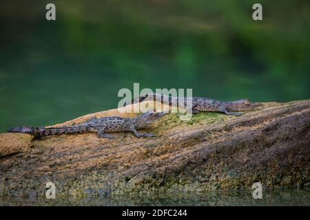 Deux jeunes Crocodiles américains, Crocodylus acutus, en rondins dans l'un des sidemarms du lac Gatun, parc national de Soberania, République du Panama. Banque D'Images