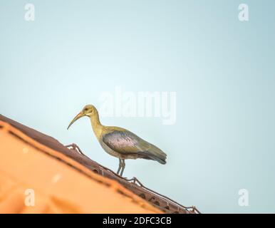 Hada Ibis ou Hadeda connu sous le nom de Bostrychia hagedash fait bruyant Note et est un natif de l'Afrique sub-saharienne Banque D'Images