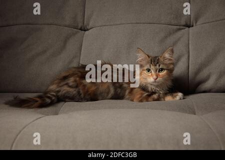 Amitié. Beau chaton de chat sibérien, en purée, assis sur un canapé gris. Concept de confort à la maison, l'humeur, l'amour des animaux, la grâce des animaux. Il a l'air heureux, ravi. CopySpace. Banque D'Images