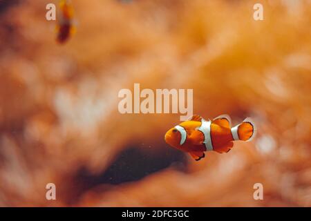 Poisson clownfish. Monde merveilleux sous-marin dans la couleur orange Banque D'Images