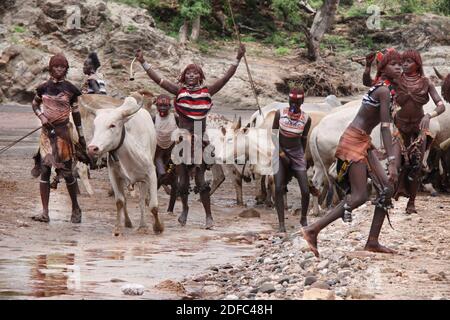 Éthiopie, groupe de femmes Hamer lors de la cérémonie de saut à la taureau (rituel Ukuli) par la tribu Hamer Hamar Banque D'Images