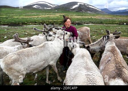 Mongolie, bergers nomades de rennes, femme avec rennes, Tsaatan Dukha Banque D'Images