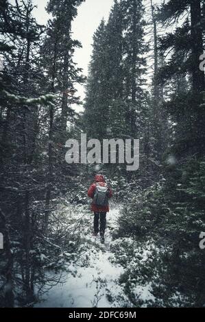 Homme routard portant un manteau d'hiver marchant dans une forêt de pins profonds Sur le blizzard au Canada Banque D'Images