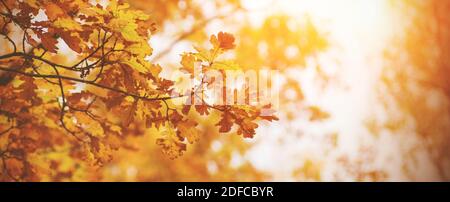 Les feuilles des branches minces et incurvées de chêne étaient jaunes au soleil. L'automne doré chaud. Octobre. Banque D'Images