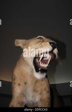 Chat des cavernes, homotherium serum, chat à dents de sabre se sont éteints il y a 10 000 ans, l'exposition au Musée, le Musée de la Béringie, Yukon, Canada Banque D'Images