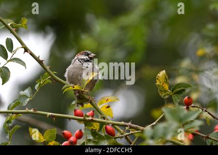 La France, Territoire de Belfort, Belfort, meadow, le moineau domestique (Passer domesticus) de sexe masculin, sur l'églantier (rosa sp), de fruits Banque D'Images