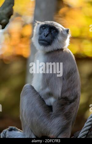 Gros plan d'UN Bengale Hanuman Langur à l'Apenheul Zoo Apeldoorn pays-Bas 2018 Monkey Banque D'Images