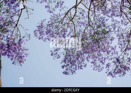 Violet Haze: Jacaranda arbre fleurs violettes contre ciel bleu Banque D'Images