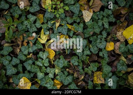 Texture de fond des feuilles d'automne dans les bois Banque D'Images