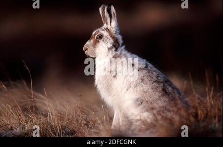 Lièvre de montagne (Lepus timidus) le début du changement de pelage du blanc au brun au printemps, en Écosse. Banque D'Images