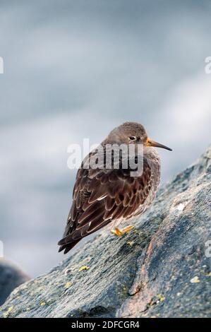 Portrait de la maritima (Calidris maritima) Banque D'Images