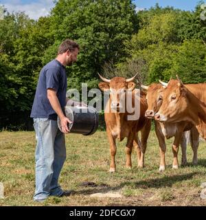 XAVIER CARRE, AGRICULTEUR DE LA GC LIMOUSIN, LES BOTTEREAUX, EURE, NORMANDIE, FRANCE, EUROPE Banque D'Images