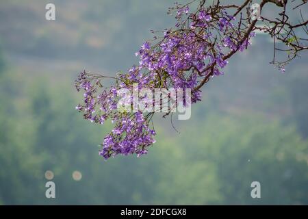 Violet Haze: Jacaranda arbre fleurs violettes contre ciel bleu Banque D'Images