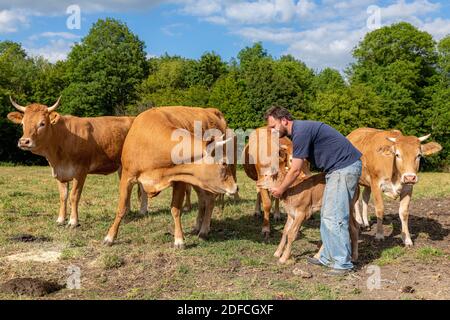 XAVIER CARRE, AGRICULTEUR DE LA GC LIMOUSIN, LES BOTTEREAUX, EURE, NORMANDIE, FRANCE, EUROPE Banque D'Images