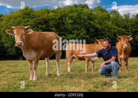 XAVIER CARRE, AGRICULTEUR DE LA GC LIMOUSIN, EURE, NORMANDIE, FRANCE, EUROPE Banque D'Images