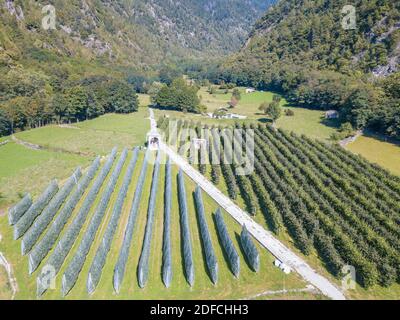 Vue aérienne des vergers de pommiers couverts de filets anti-grêle, Valtellina, province de Sondrio, Lombardie, Italie Banque D'Images