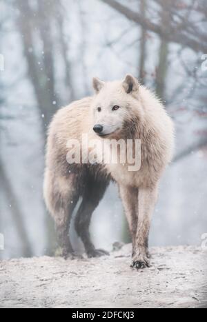 Loup arctique (Canis lupus arctos) debout sur une colline de forêt pendant les chutes de neige. Ce type de loup est également connu sous le nom de loup blanc ou de loup polaire. Banque D'Images