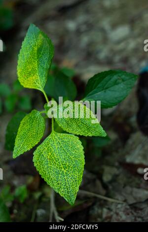 Une belle feuille colorée et c'est un arbre de forêt ou germander en bois Banque D'Images