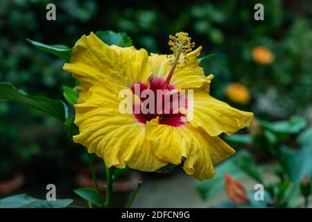 Hibiscus chinois ou jaune rouge foncé grande fleur de joba ou Hibiscus rosa-sinensis Banque D'Images