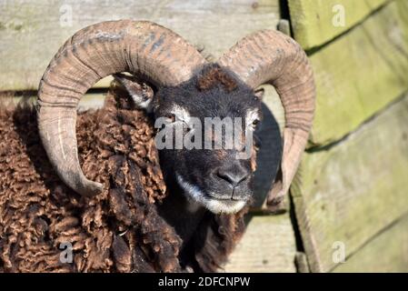 Race rare de mouton de Soay nommé d'après l'île de Soay dans le groupe d'îles de St. Kilda en Écosse au Royaume-Uni Banque D'Images