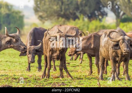 Troupeau de buffles africains ( Syncerus caffer), parc national de la Reine Elizabeth, Ouganda. Banque D'Images
