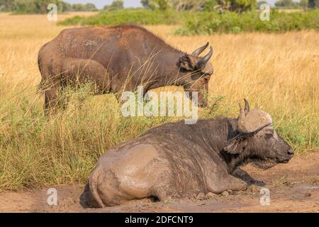 Old male African Buffalo ( Syncerus caffer), parc national de la Reine Elizabeth, Ouganda. Banque D'Images