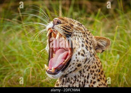 Photo d'un léopard ( Panthera pardus) bâillant, parc national de la Reine Elizabeth, Ouganda. Banque D'Images