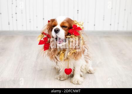 Le chien après les fêtes de Noël et du nouvel an. Fatigué, bâillant. Tous dans les noeuds et décoration de Noël. De retour d'une frénésie Banque D'Images