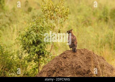 Aigle à longue crête ( Lopheetus occipitalis) perché sur une colline termite, parc national de la Reine Elizabeth, Ouganda. Banque D'Images