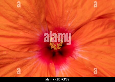 Hibiscus rosa-Sinensis ou fleur de travail belles gros plans Banque D'Images