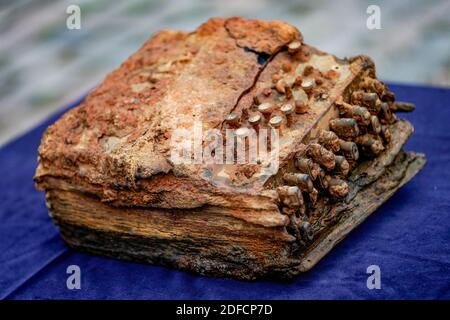 Schleswig, Allemagne. 04e décembre 2020. La machine de chiffrement Enigma qui se trouve dans la mer Baltique est située sur une table devant le bureau archéologique du Schleswig-Holstein. La machine a été remise au bureau par le plongeur de recherche Huber après sa découverte. Credit: Axel Heimken/dpa/Alay Live News Banque D'Images