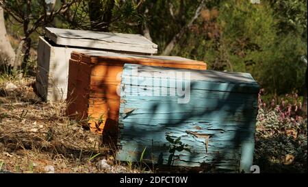 Un gros plan de trois vieilles ruches sur un fond de nature Banque D'Images