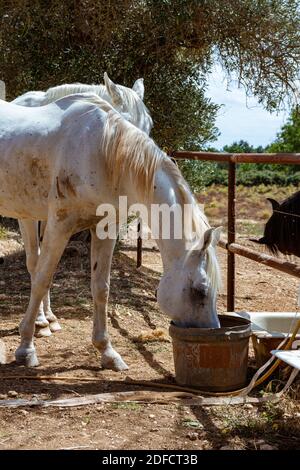 Une photo verticale d'un cheval mangeant d'un sale seau avec d'autres chevaux et la nature en arrière-plan Banque D'Images